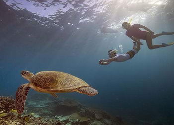 Tartarughe marine nell'isola di Koh Tao