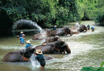 tour con gli elefanti thailandia nord - triangolo d'oro