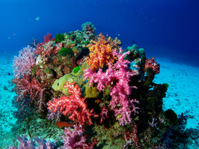 Coralli nella Barriera Corallina delle Similan Island