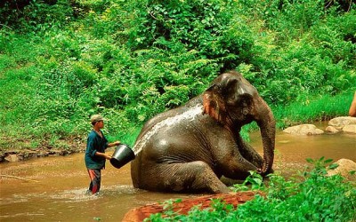 elephant park - chang mai - thailandia 