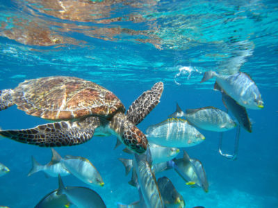 Parco Marino delle Similan Island