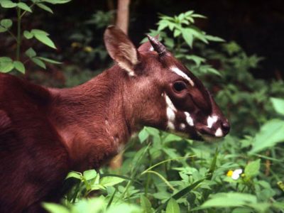 Natura laotiana