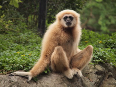 Il Parco nazionale di Khao Yai