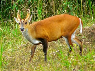 Il Parco nazionale di Khao Yai