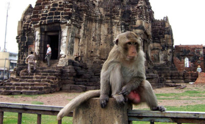 Il tempio delle scimmie di Lopburi