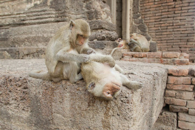 Il tempio delle scimmie di Lopburi.