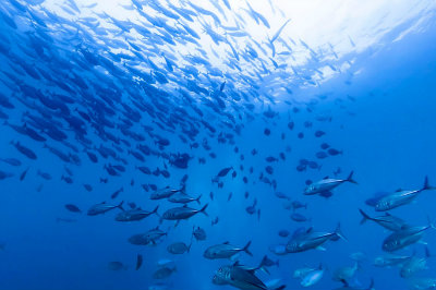 Immersioni a Raja Ampat