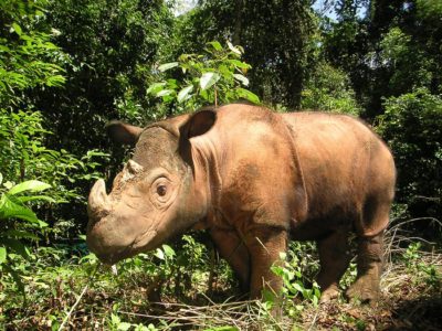 rinoceronte di sumatra