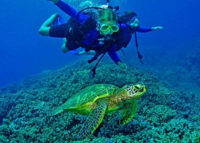 tartarughe marine koh tarutao