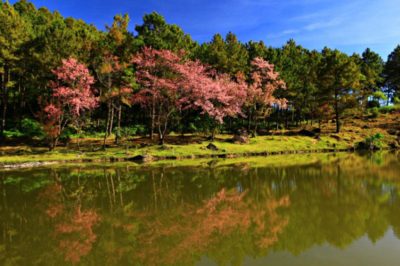 parco nazionale di doi inthanon chiang mai