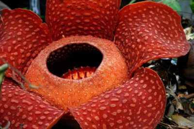 la rafflesia in thailandia nel parco nazionale di khao sok in thailandia