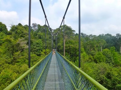 natura a singapore sul tree top walk