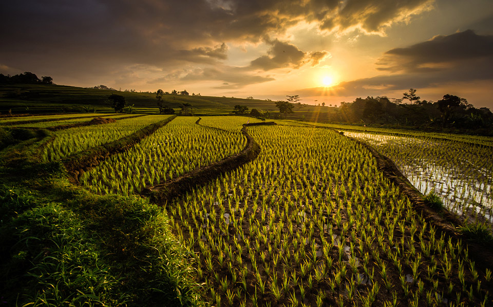 campi riso java indonesia