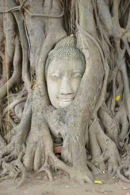 ayutthaya - buddha tra le radici - thailandia