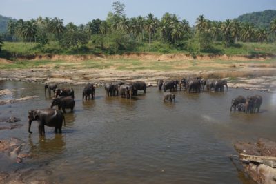 elefanti - thailandia 