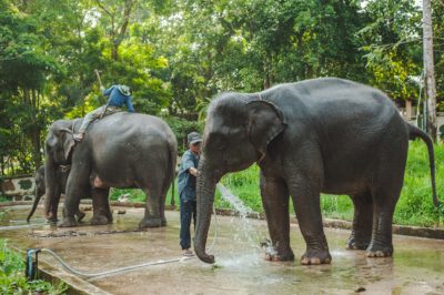 Elefanti nella riserva di Mondulkiri project