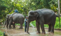 Kanchanaburi escursione con gli elefanti