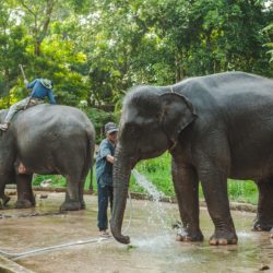 Kanchanaburi escursione con gli elefanti