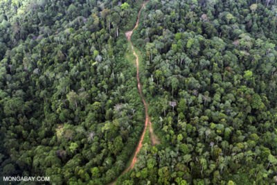 La lussureggiante foresta del Borneo