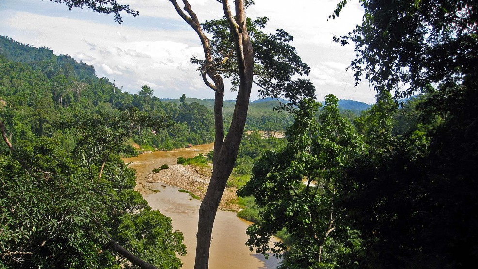 Una gigantesca pianta nella foresta del Taman Negara, Malesia Tutto è grande nella foresta del Taman Negara – Malesia