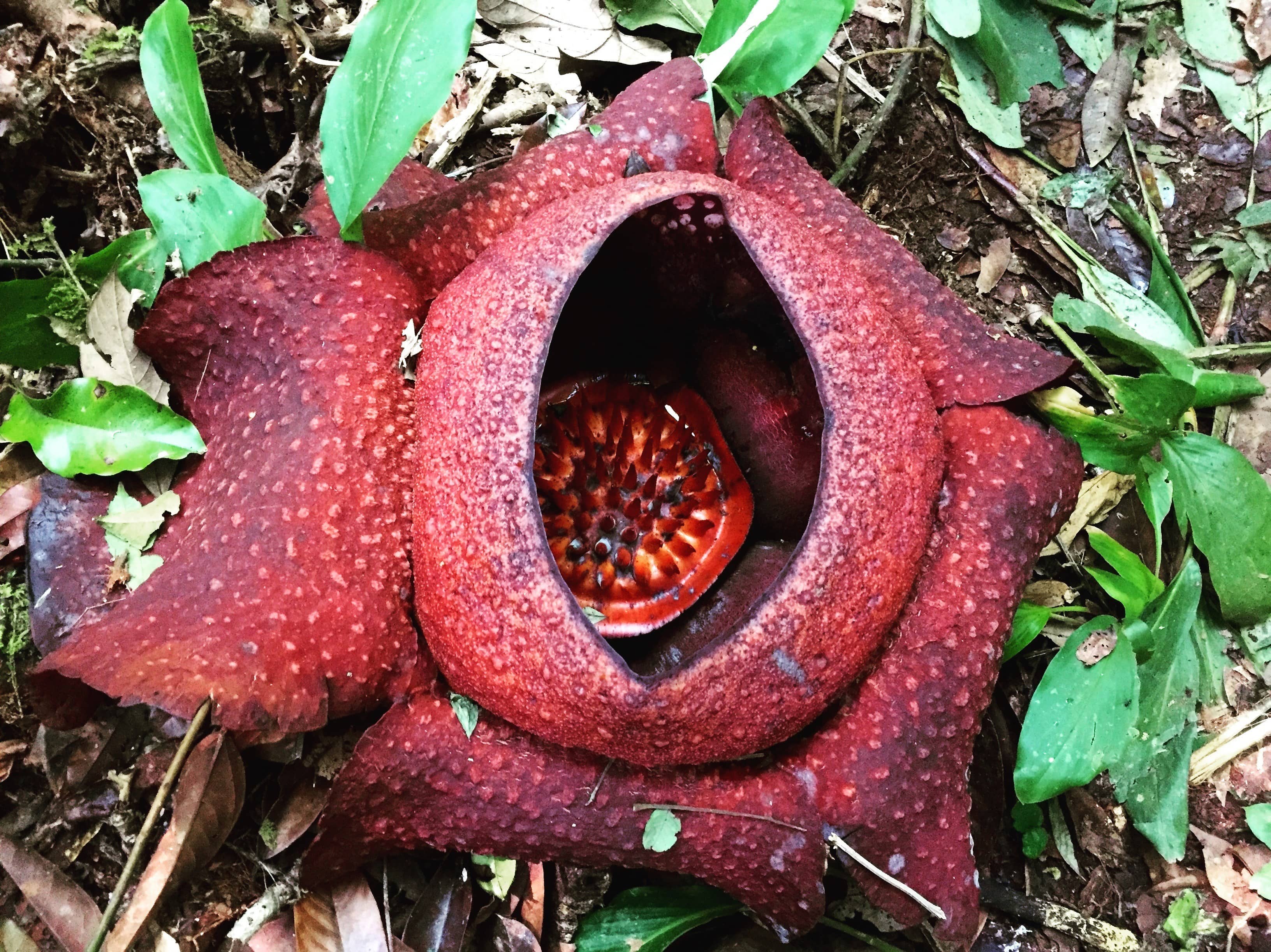 La rafflesia, il fiore più grande del mondo in Malesia