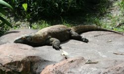 Il leggendario drago di Komodo