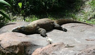 Il leggendario drago di Komodo