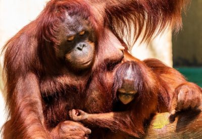 Una mamma di orangutan con il suo piccolo