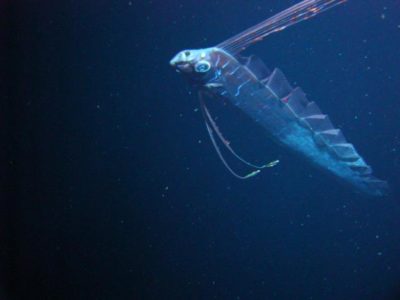 I pesce remo richiamano le leggende Naga.