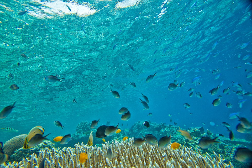 Colorati banchi di pesci tropicali a Kuda Giri