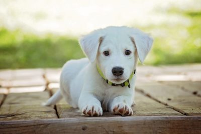 festa del cane in Nepal