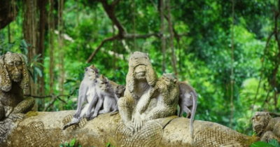 Monkey forest a Ubud