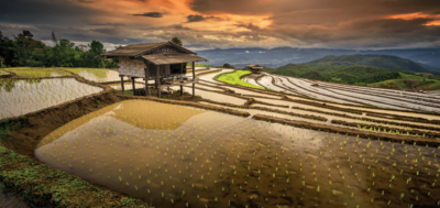 risaie a terrazza - chiang mai - thailandia