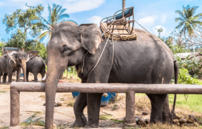 trekking a dorso d'elefante - thailandia