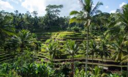 Ubud cosa vedere